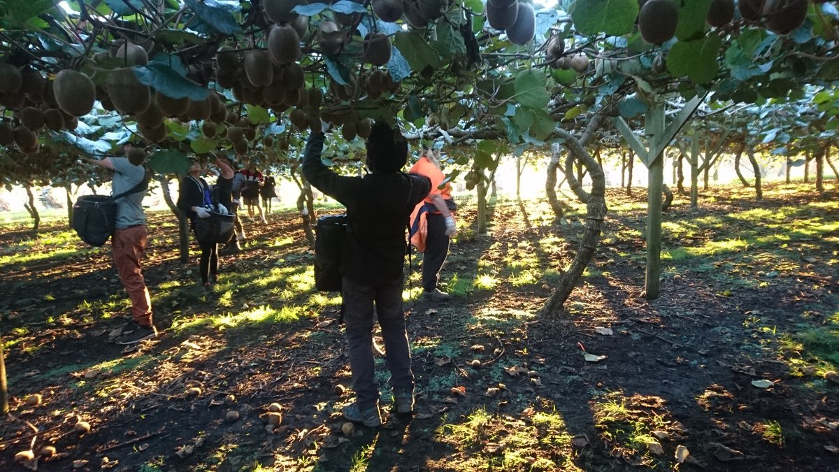 8.4 La récolte du Kiwi